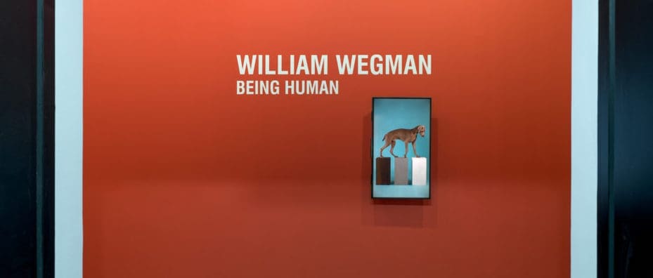 WILLIAM WEGMAN. Being human - Museo d’arte della Svizzera italiana, Lugano, Switzerland