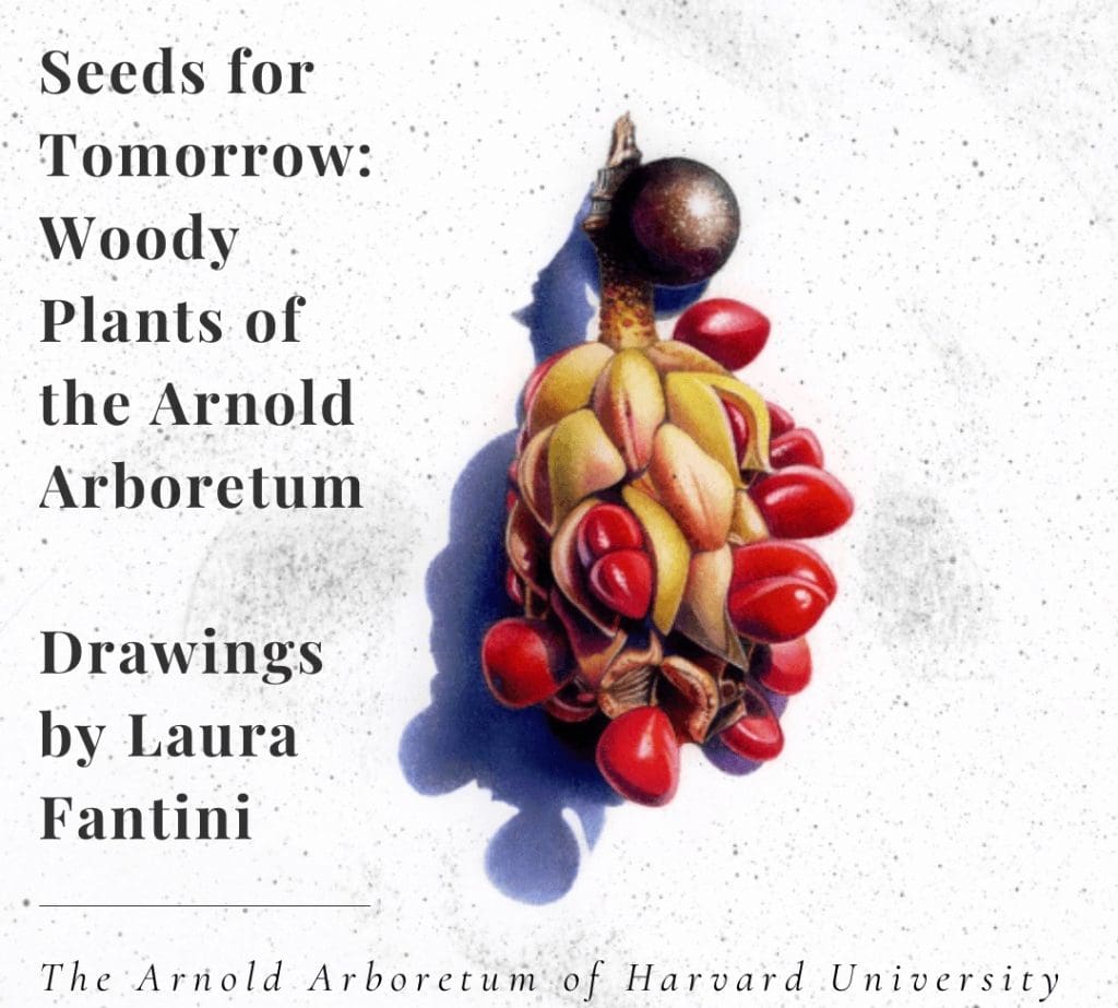 Laura Fantini seeds of tomorrow arborteum