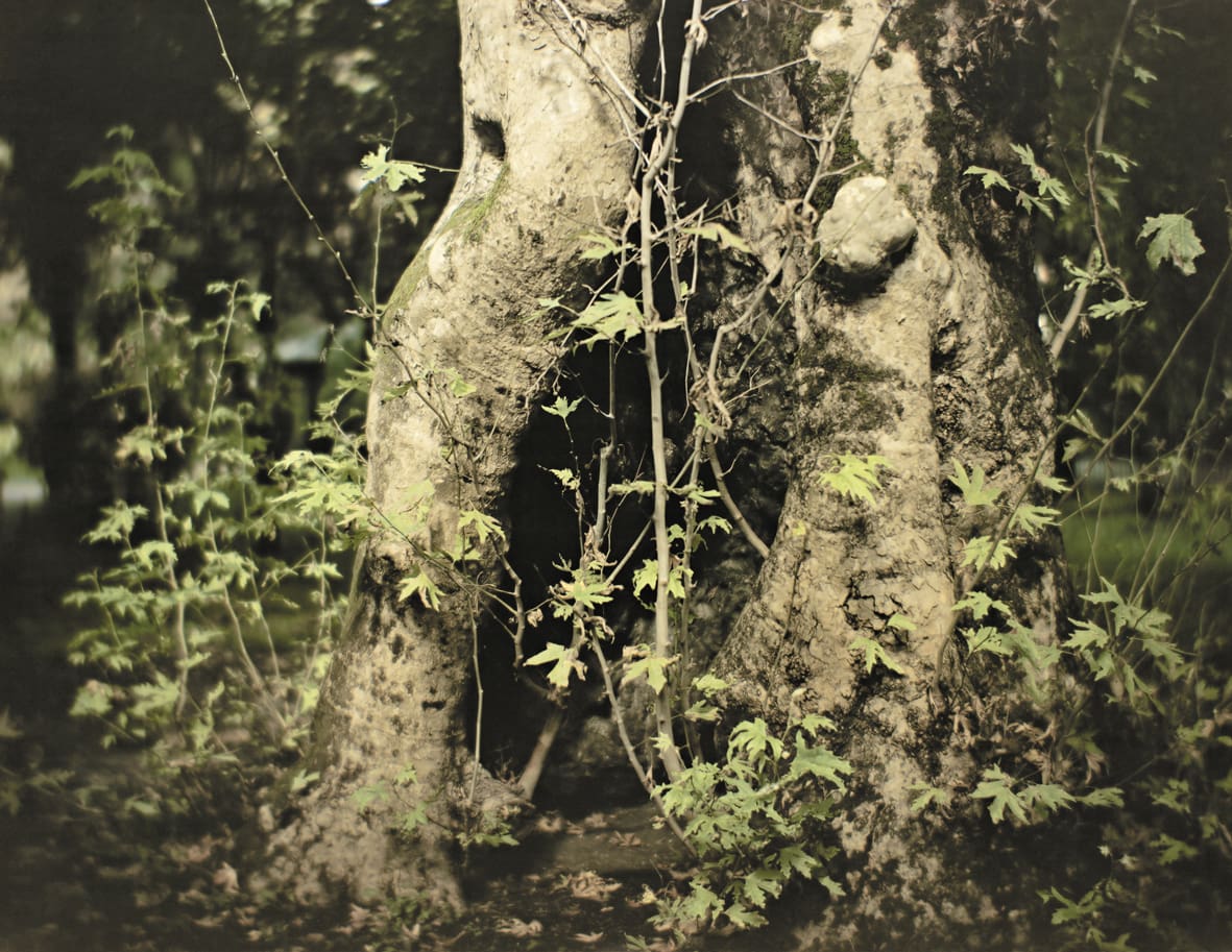 Orto botanico. Cavità nel tronco del Platano orientale. Copyright Vincenzo Castella
