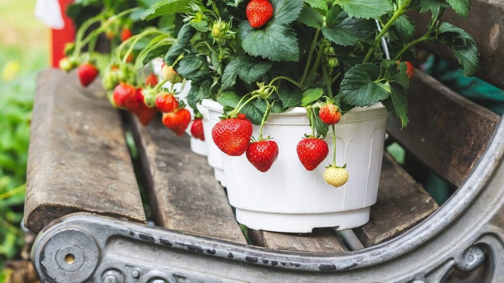 Fragole a marzo, assaggio di primavera con ricette, coltivazione e benessere in un post dedicato agli amanti del gusto