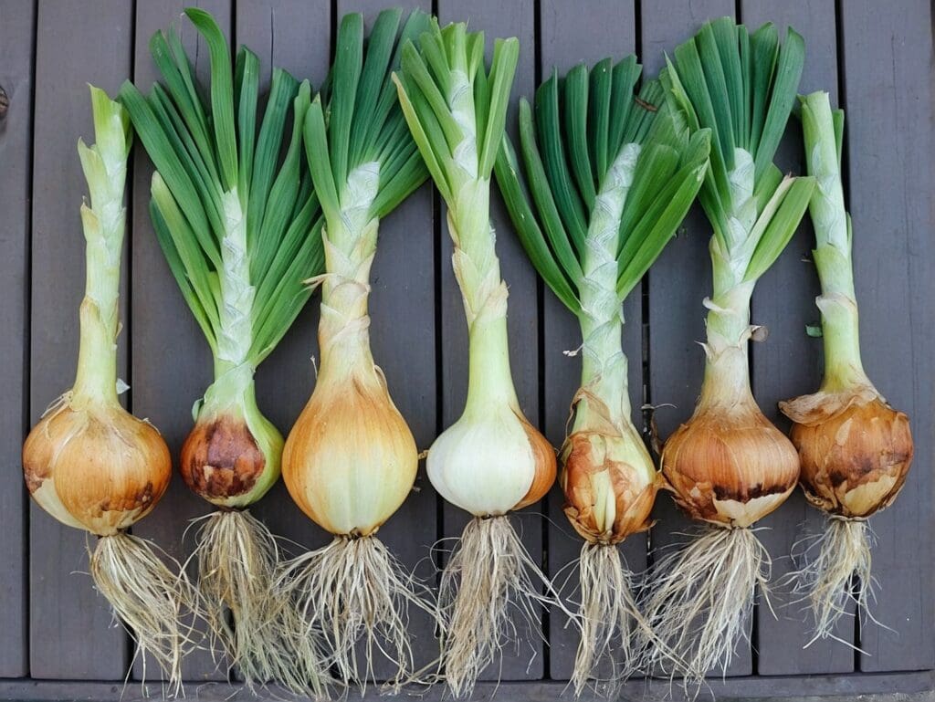 Coltivazione raccolta cipolle: i momenti giusti per piantare e raccogliere le cipolle, massimizzando il raccolto e il gusto del tuo orto