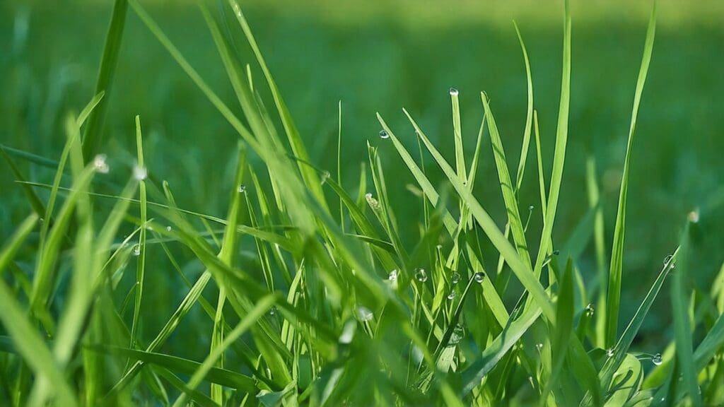 Semina prato primavera: scopri come ottenere un tappeto erboso rigoglioso con la nostra guida essenziale, dall'irrigazione alla manutenzione