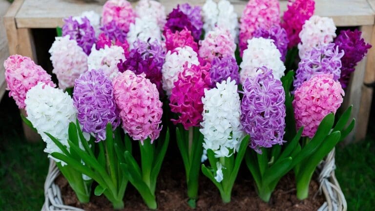 Trasforma il tuo giardino: la magia dei fiori a bulbo