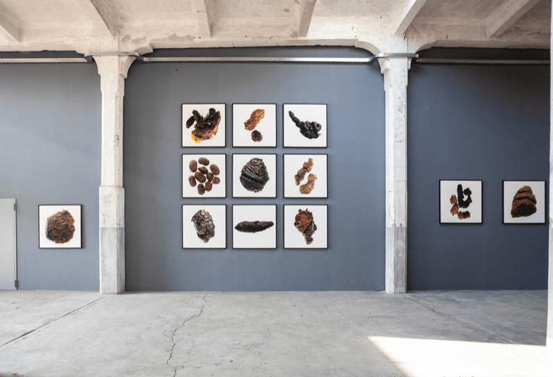 Galleria Lampo Scalo Farini di Milano presenta la mostra fotografica di OLIVIERO TOSCANI. CACAS – Non è tutto oro quel che luccica