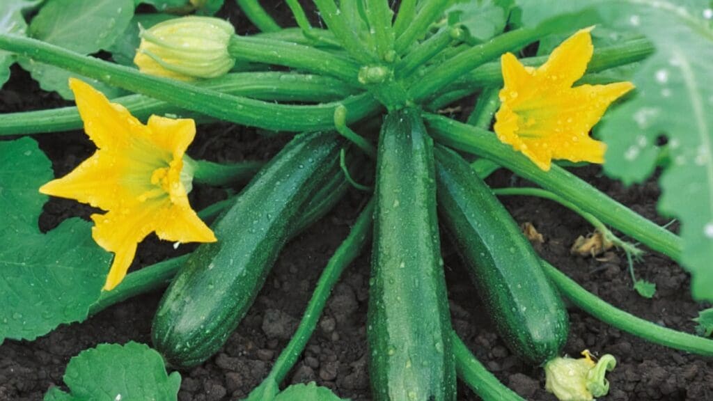 Coltivare zucchine in orto: una guida passo dopo passo per semina, cura e raccolta. Scopri come coltivare al meglio!