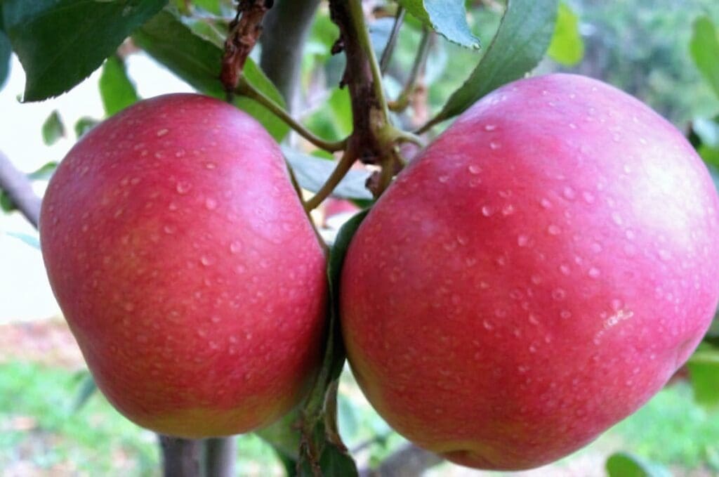 Albero di melo: varietà, coltivazione, cura e potatura. Guida completa per coltivarlo con successo nel proprio giardino o frutteto Albero di melo: varietà, coltivazione, cura e potatura. Guida completa per coltivarlo con successo nel proprio giardino o frutteto