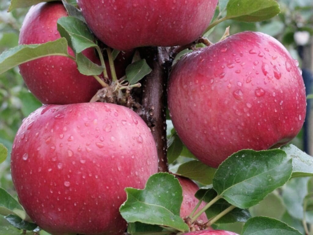 Albero di melo: varietà, coltivazione, cura e potatura. Guida completa per coltivarlo con successo nel proprio giardino o frutteto Albero di melo: varietà, coltivazione, cura e potatura. Guida completa per coltivarlo con successo nel proprio giardino o frutteto