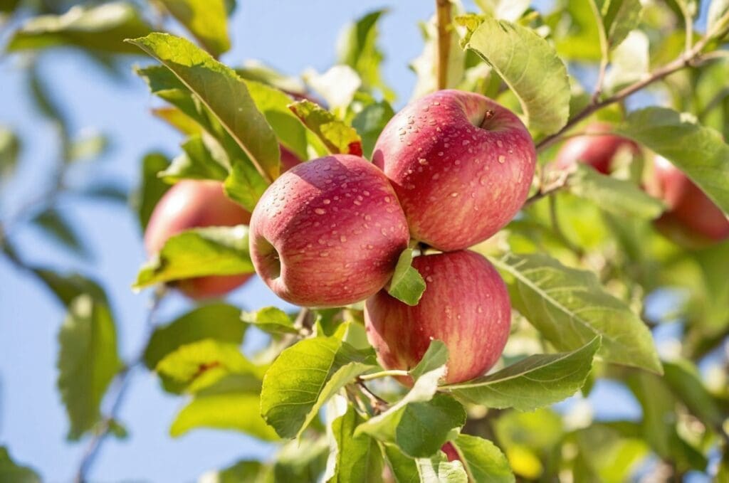 Albero di melo: varietà, coltivazione, cura e potatura. Guida completa per coltivarlo con successo nel proprio giardino o frutteto Albero di melo: varietà, coltivazione, cura e potatura. Guida completa per coltivarlo con successo nel proprio giardino o frutteto