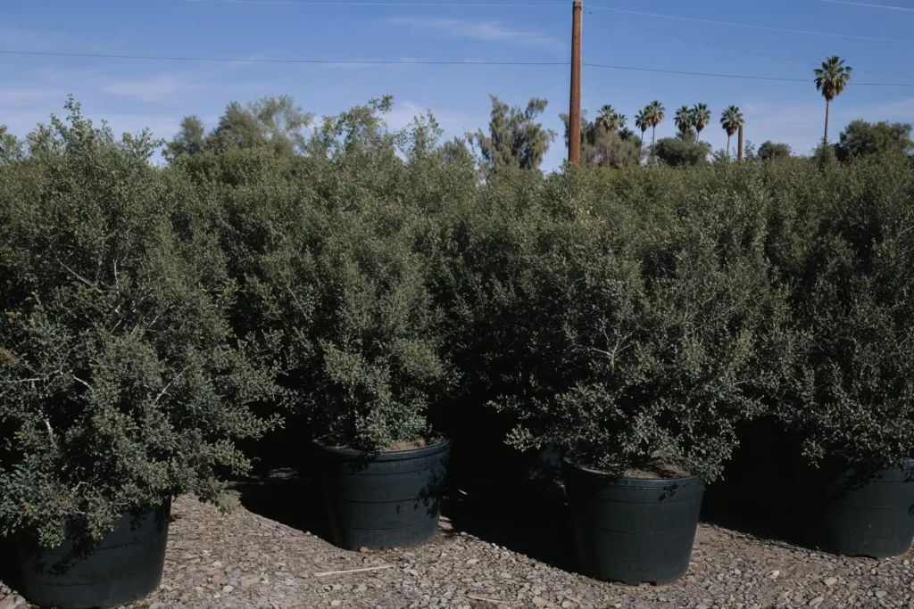 Il lentisco: alleato perfetto per siepi e paesaggi aridi