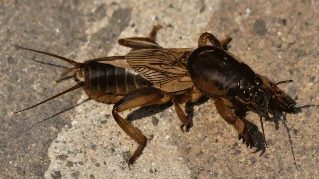 Grillotalpa insetto dannoso agricolo: guida completa