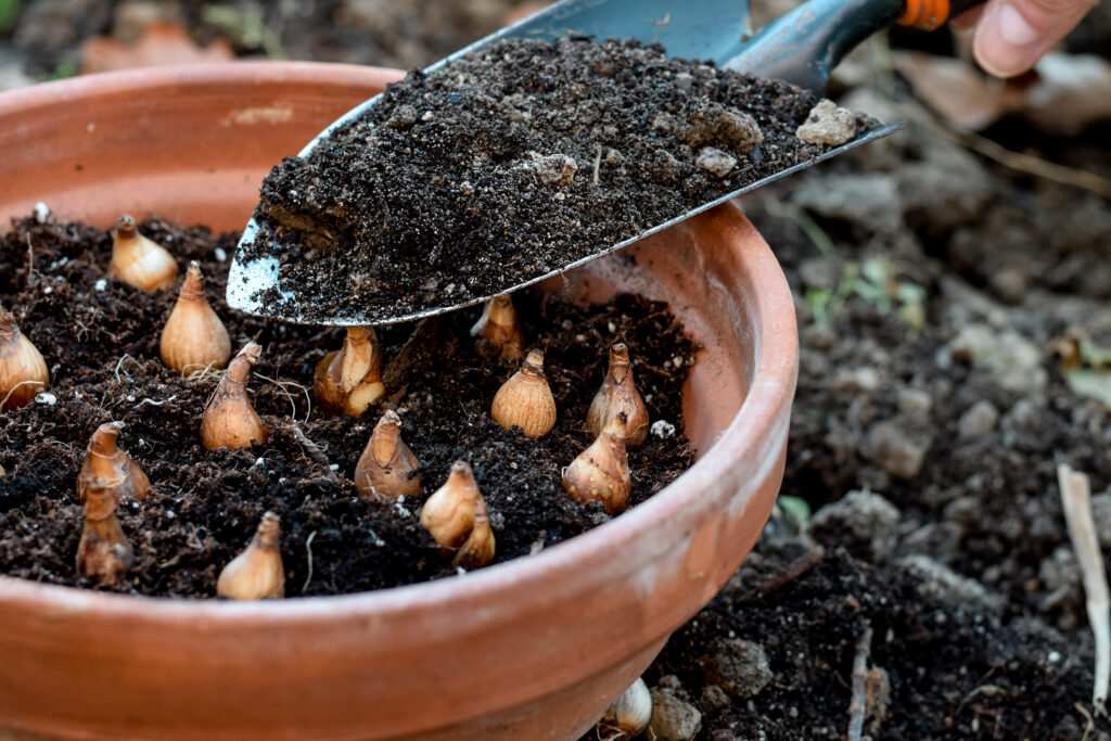 Quando piantare bulbi fiori