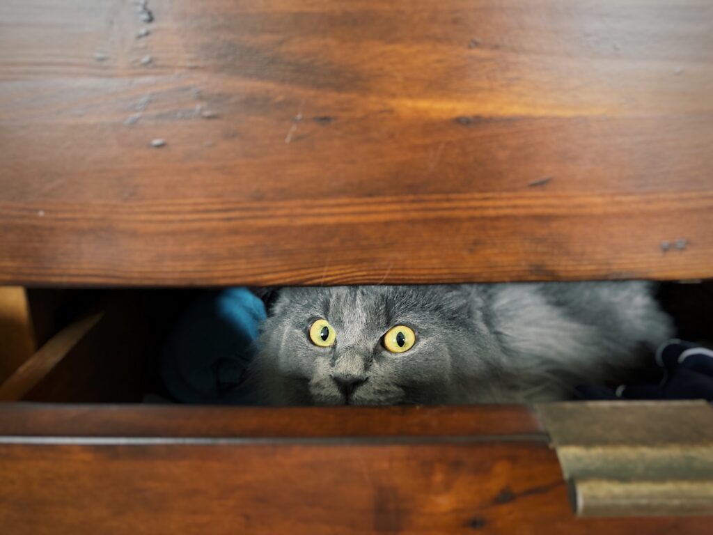 Gatto dentro un cassetto