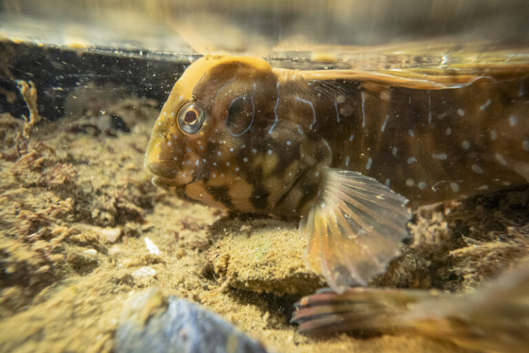 Mostra Dentro e fuori dall’acqua Venezia