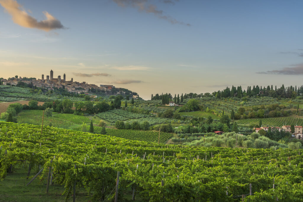 Filari uva San Gimignano